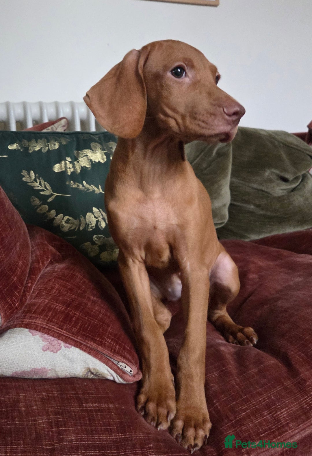Hungarian Vizsla dogs for sale: One Girl Left-Hungarian Vizsla Pup - Image 2