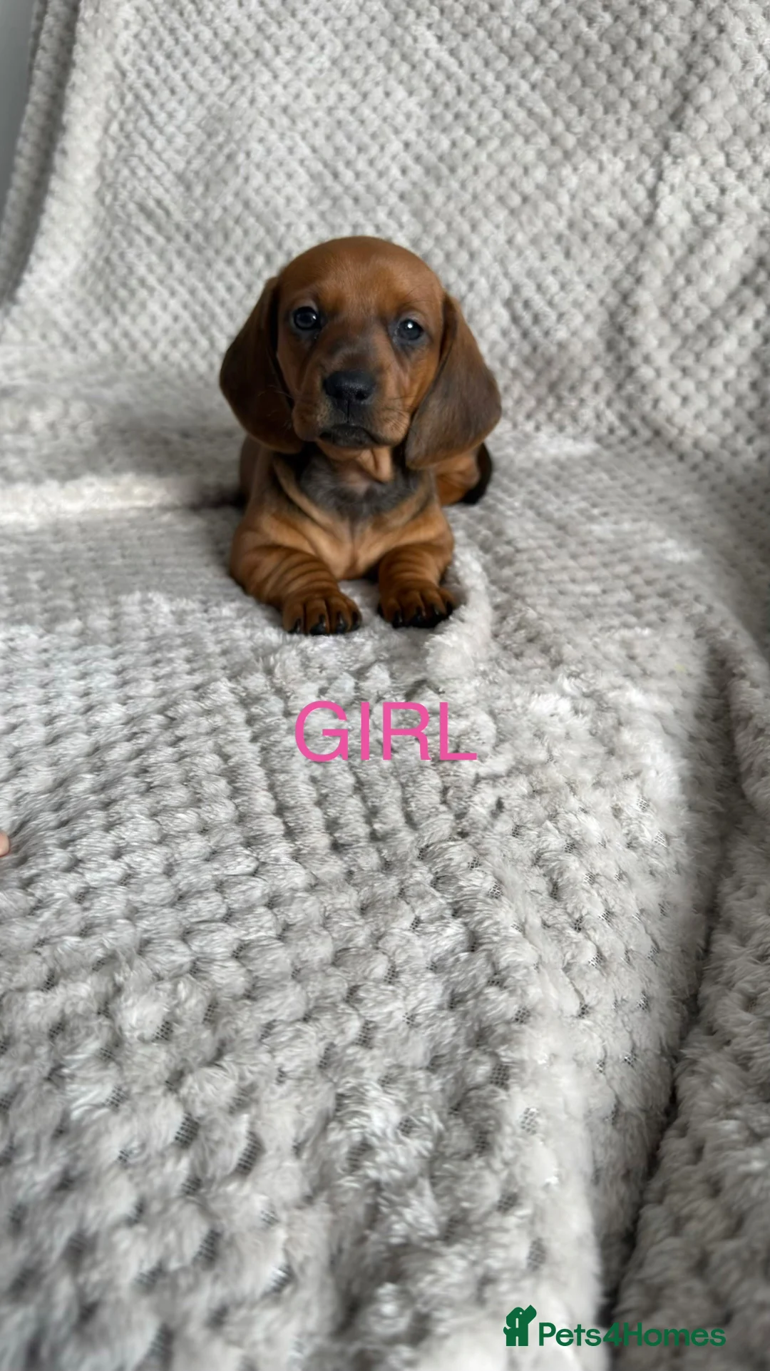 Dachshund dogs for sale: Dachshund puppies - Advert 7