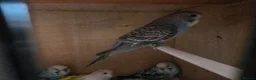 Budgerigars birds for sale: Baby budgies in Glasgow - Advert 2