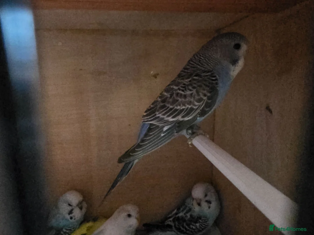 Budgerigars birds for sale: Baby budgies in Glasgow - Advert 2