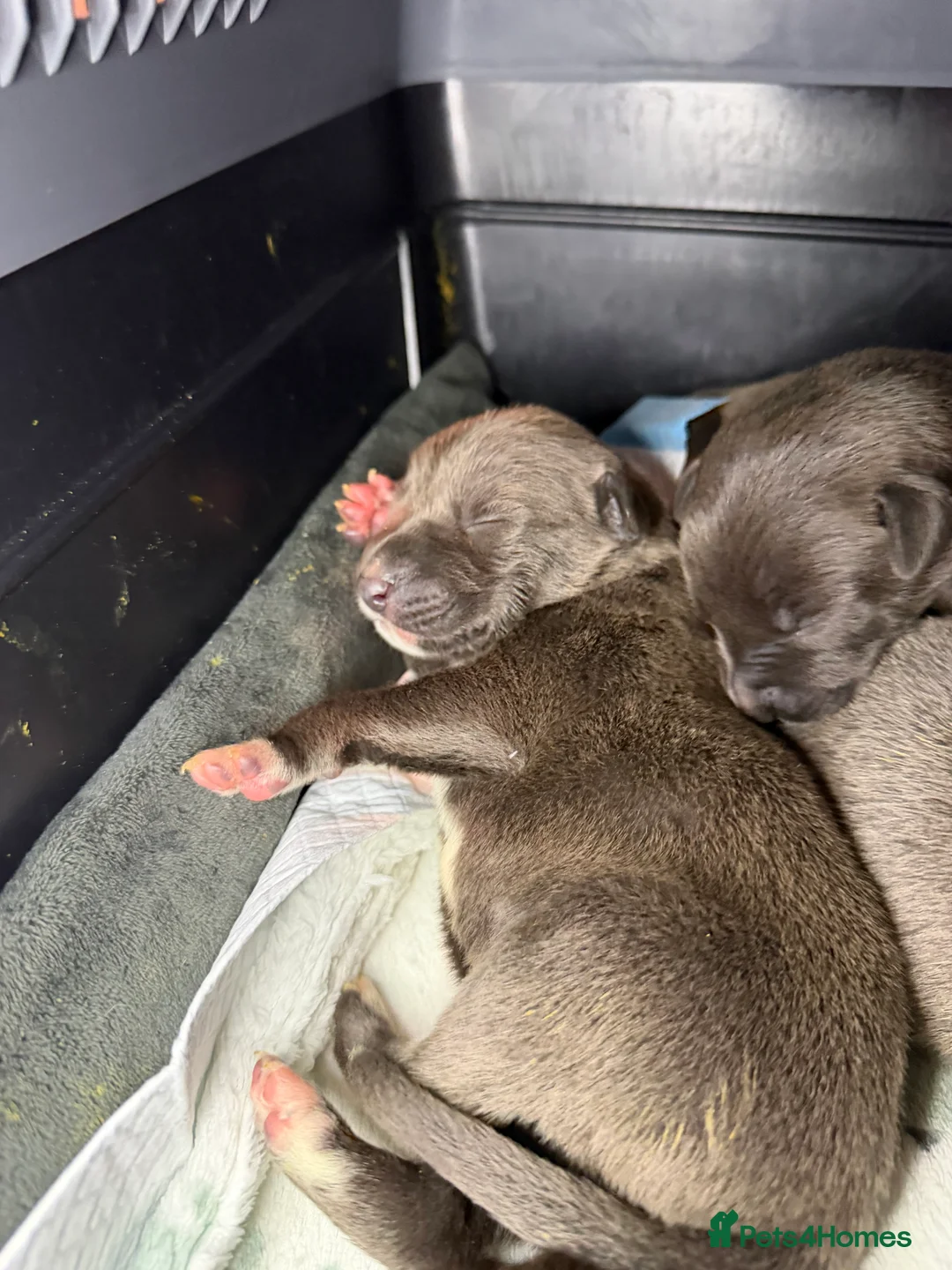 Mixed Breed dogs for sale: Bull Greyhounds (Lurchers) - Advert 17