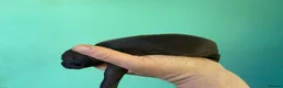 Italian Greyhound dogs for sale: Stunning Italian Greyhound Puppies  - Advert 10