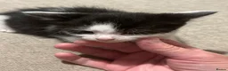 Mixed Breed cats for sale: Lovely kittens need a loving home - Advert 19