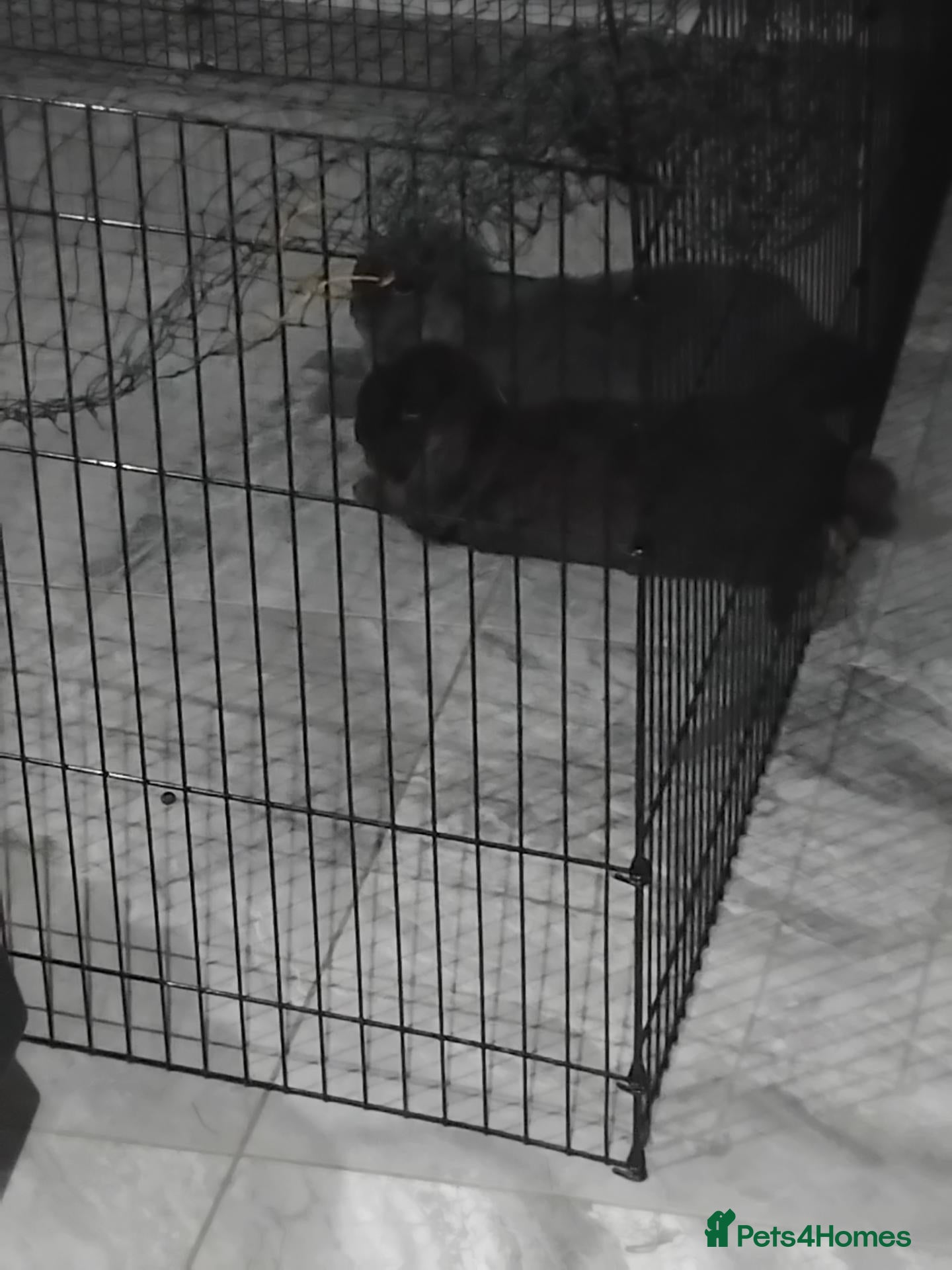 Mini Lop rabbits for sale: Bonded male mini lops - Advert 1
