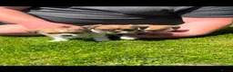 Mixed Breed dogs for sale: Shih Tzu cross chihuahua puppies  - Advert 11