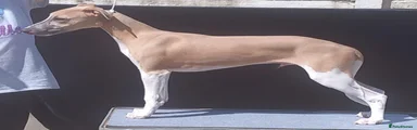 Whippet Puppy 1