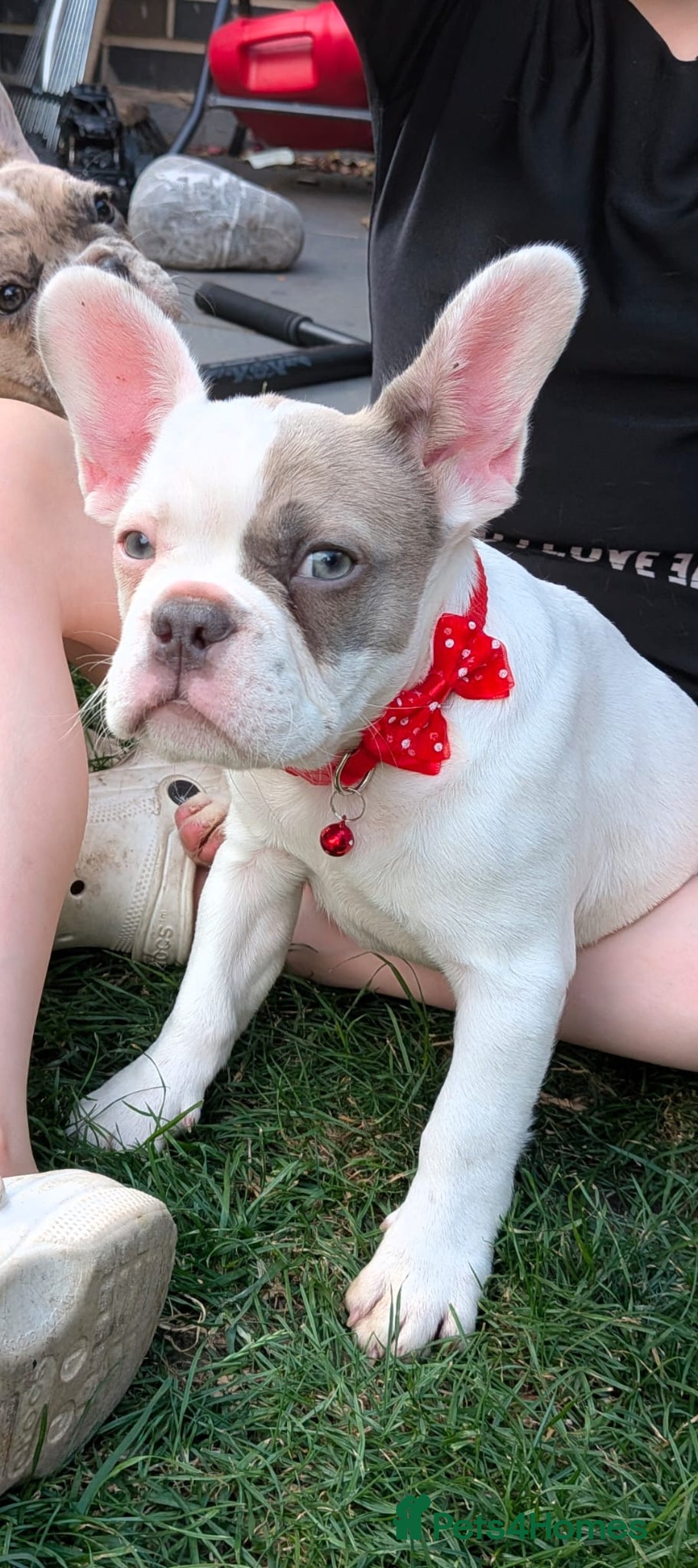 French Bulldog dogs for sale: fluffy carrier French bulldog girls  - Image 8