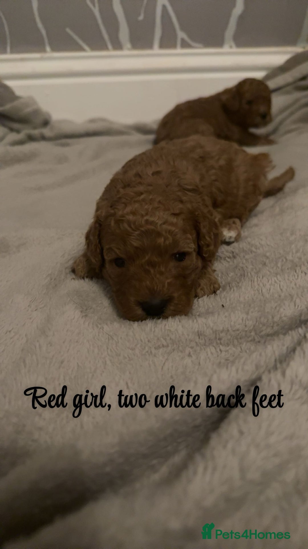 Cavapoo dogs for sale: DNA clear cavapoo puppies  - Advert 6