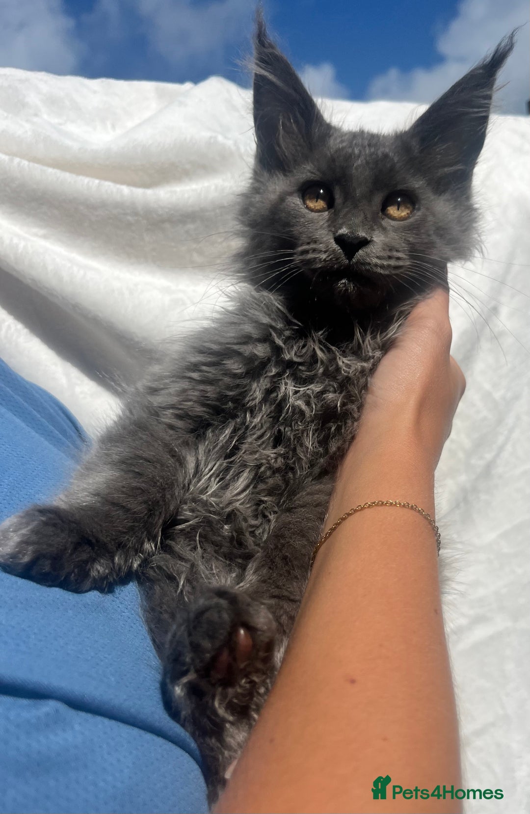 Maine Coon cats for sale: STUNNING MAINE COON SMOKE (tica activereg ) - Image 29