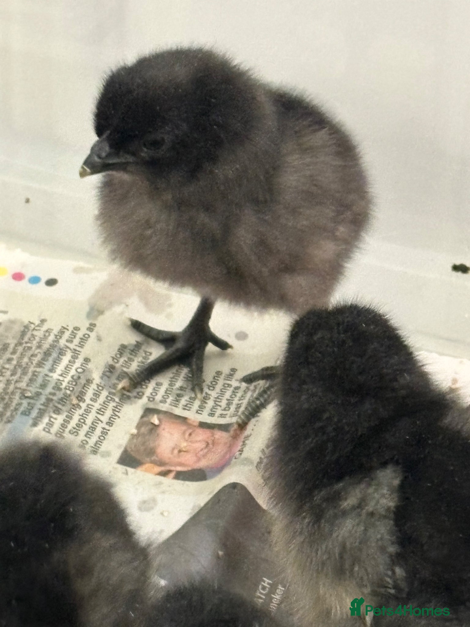 Chickens poultry Ayam Cermani chicks day old - Advert 17