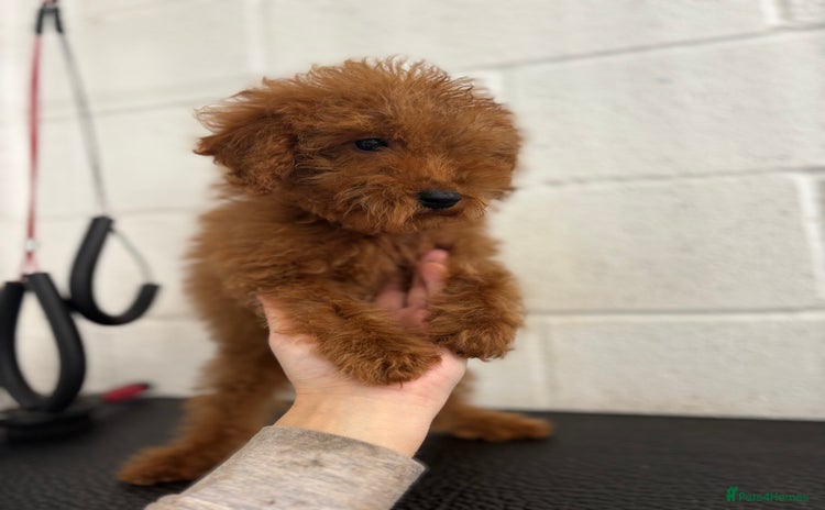 Miniature Poodle dogs - Advert 7