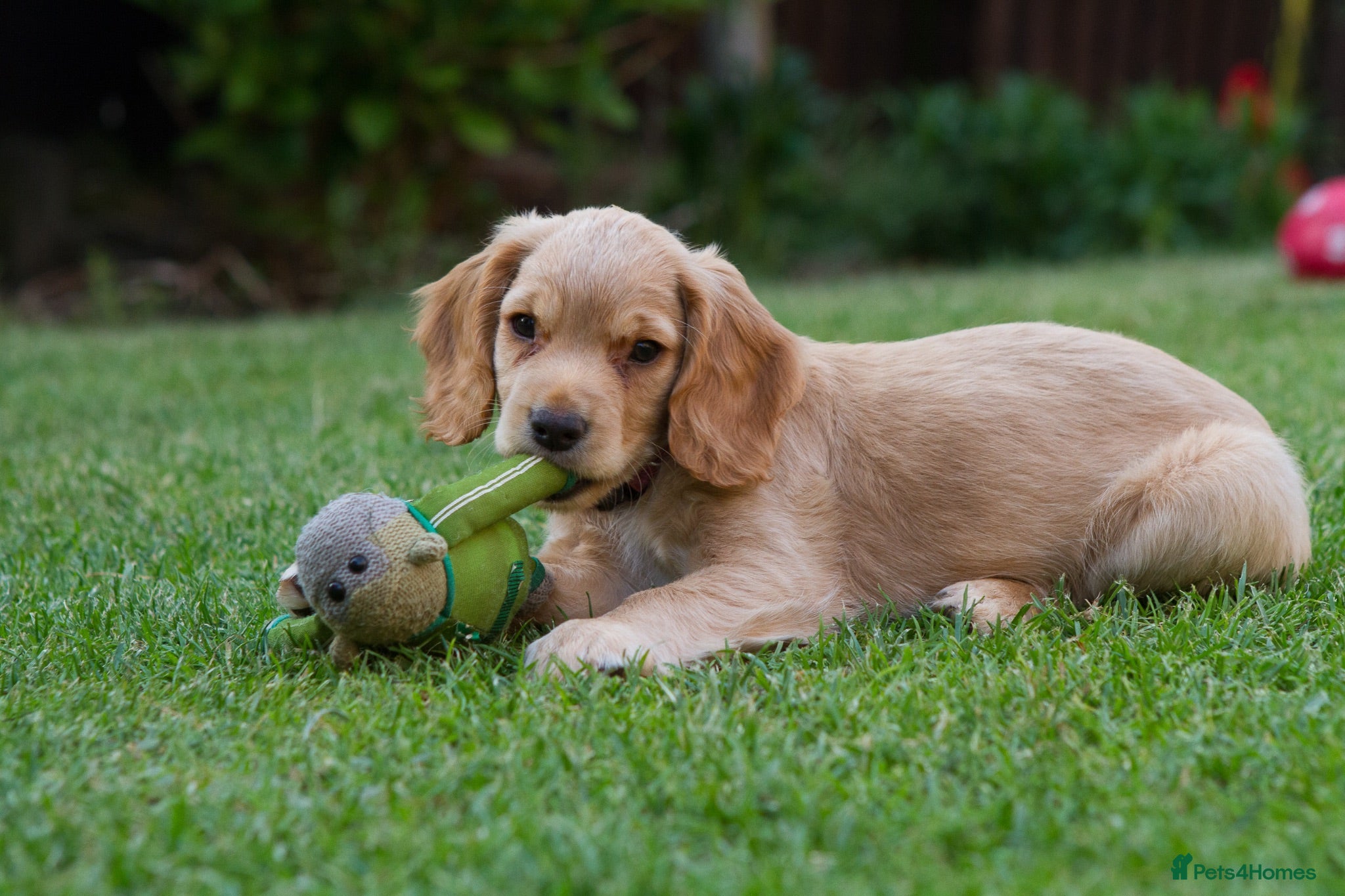 Cocker Spaniel dogs Working Cocker Spaniel Pups KC reg 1 girl left - Advert 2