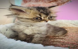 Turkish Angora cats for sale: Angora cross Persian kittens 🐱  - Image 4