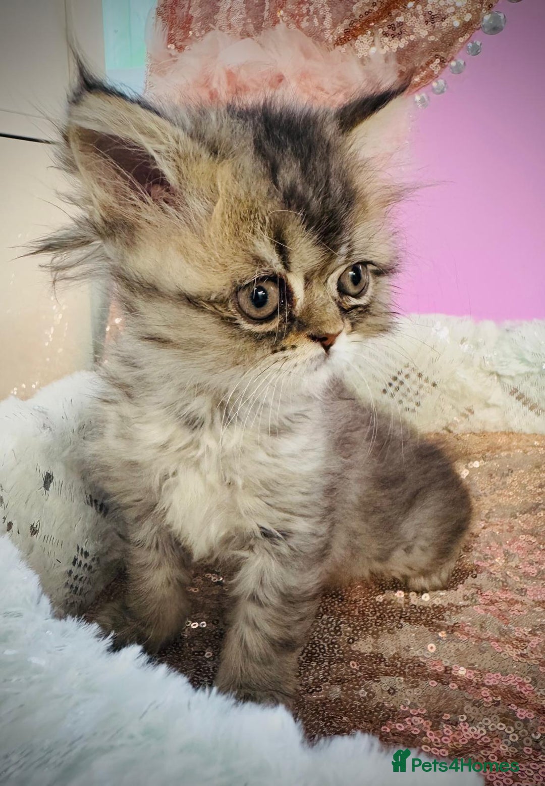 Turkish Angora cats for sale: Angora cross Persian kittens 🐱  - Image 4