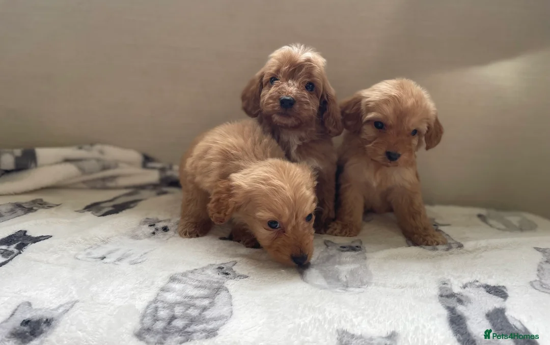 Cockapoo dogs for sale: Beautiful F1 cockapoos  - Advert 3