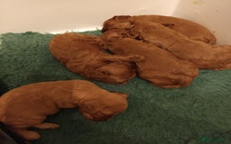 Cavapoo dogs for sale: Lovely litter of F1 Cavapoos - Advert 16