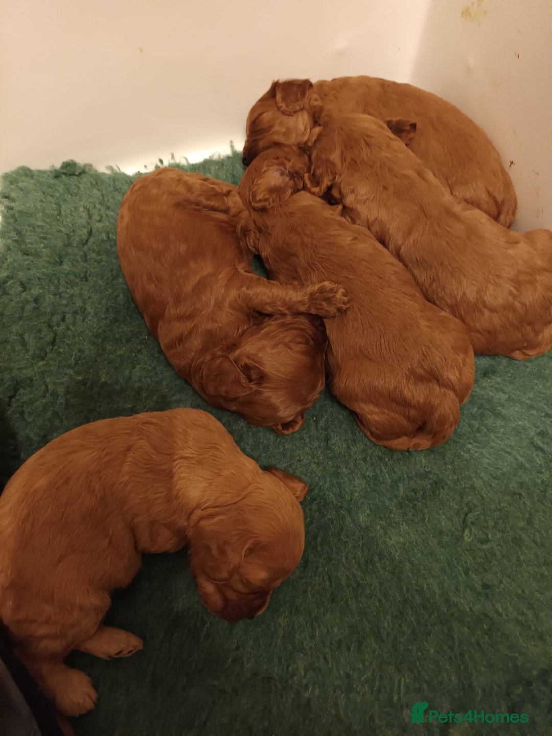 Cavapoo dogs for sale: Lovely litter of F1 Cavapoos - Advert 16