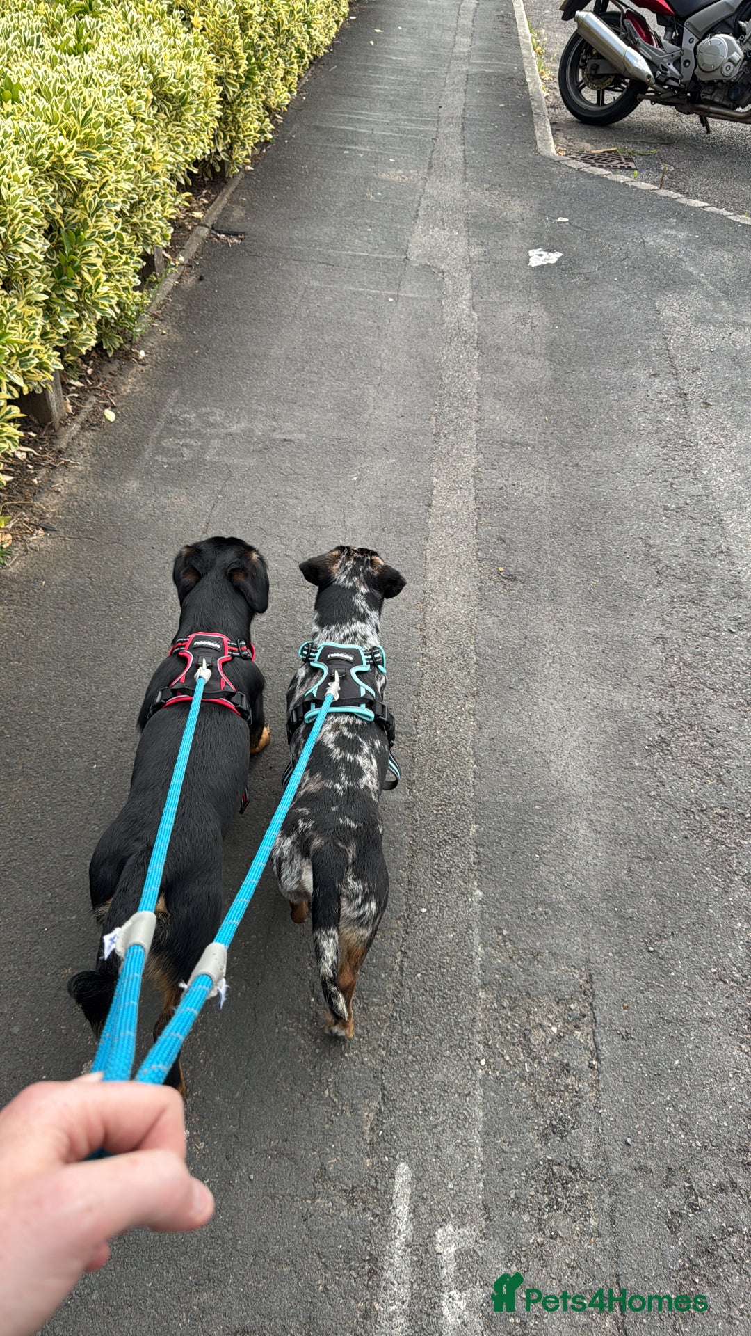 Mixed Breed dogs for sale: Timothy & Jeremy - Image 4