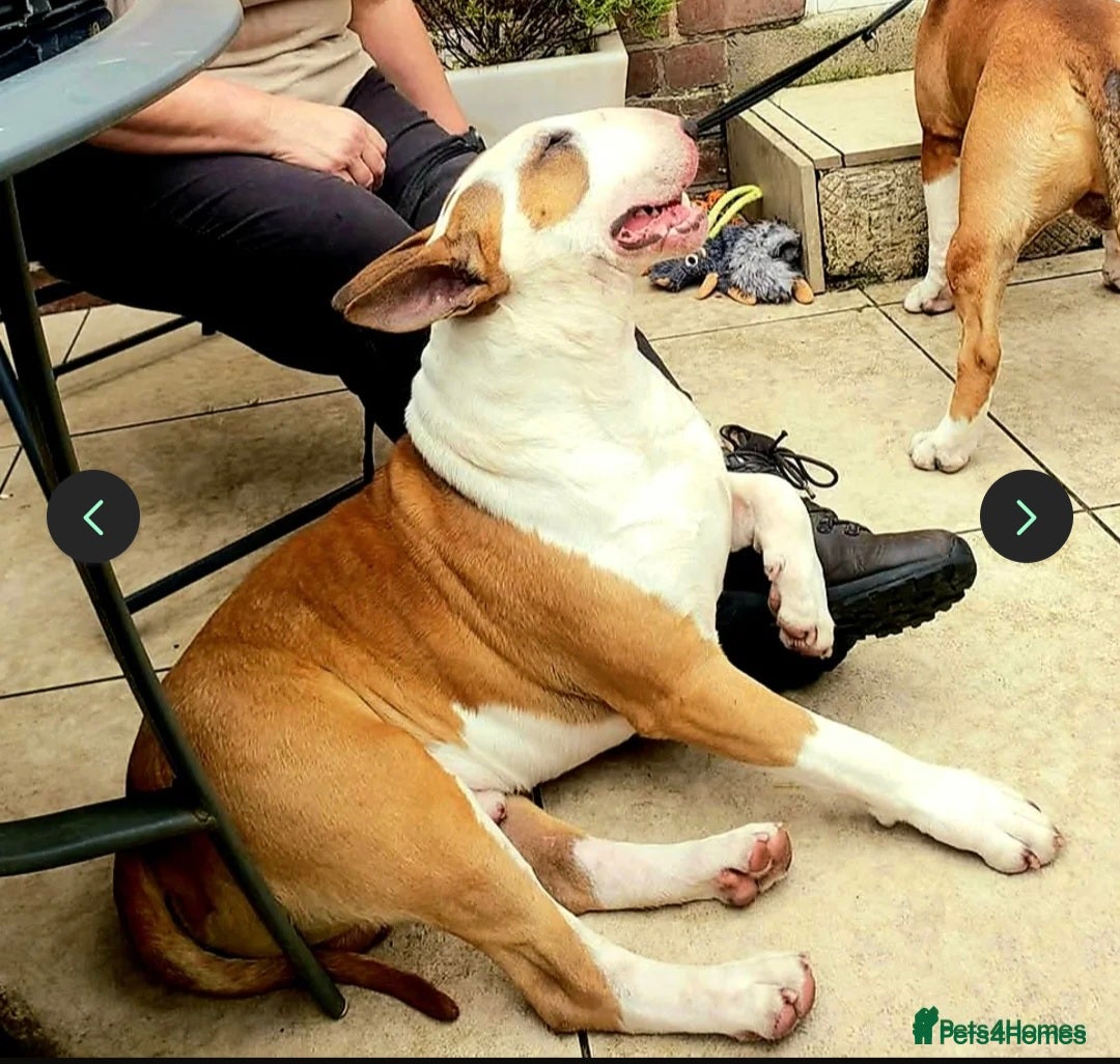 English Bull Terrier dogs for sale: Beautiful girl - Image 25