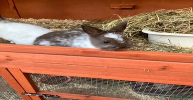 Netherland Dwarf rabbits - Advert 6
