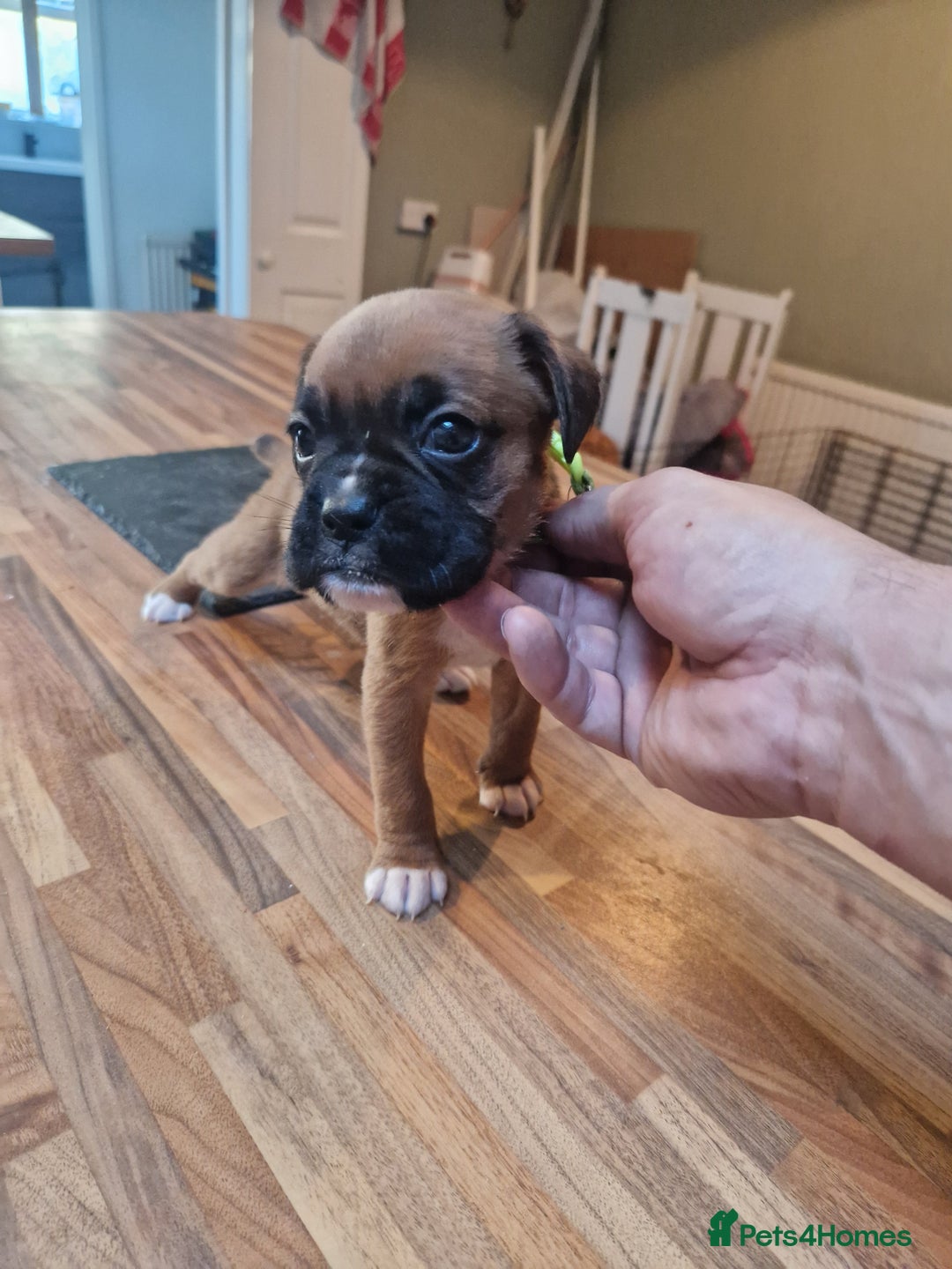 Boxer dogs for sale: Beautiful litter of KC reg bobtail boxer pups - Image 17