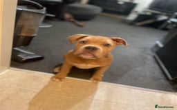 American Bully dogs for sale: American pocket bully female  - Image 2