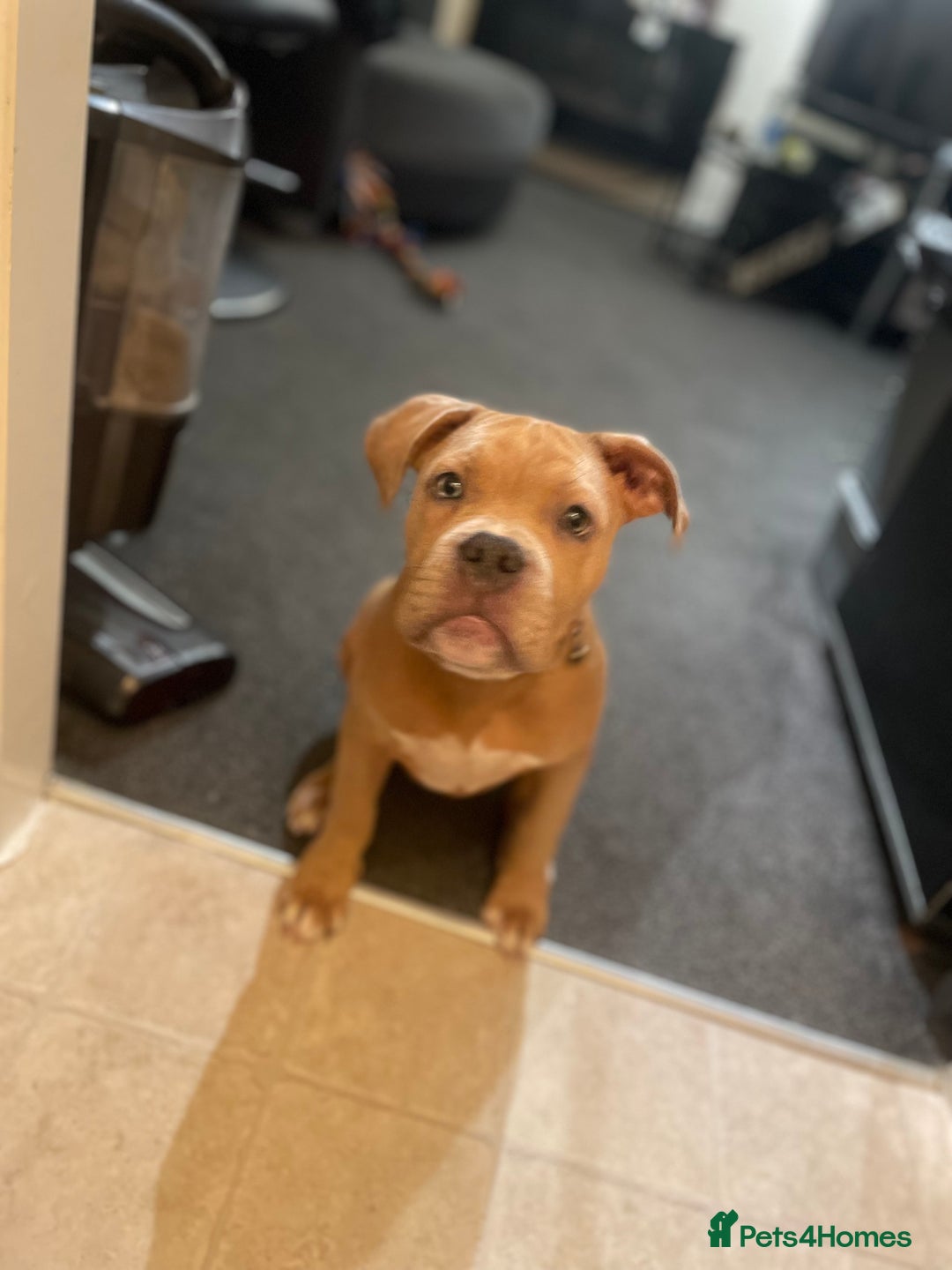 American Bully dogs for sale: American pocket bully female  - Image 2