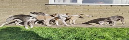 Mixed Breed dogs for sale: Highest Quality Bedlington Whippets  - Advert 4
