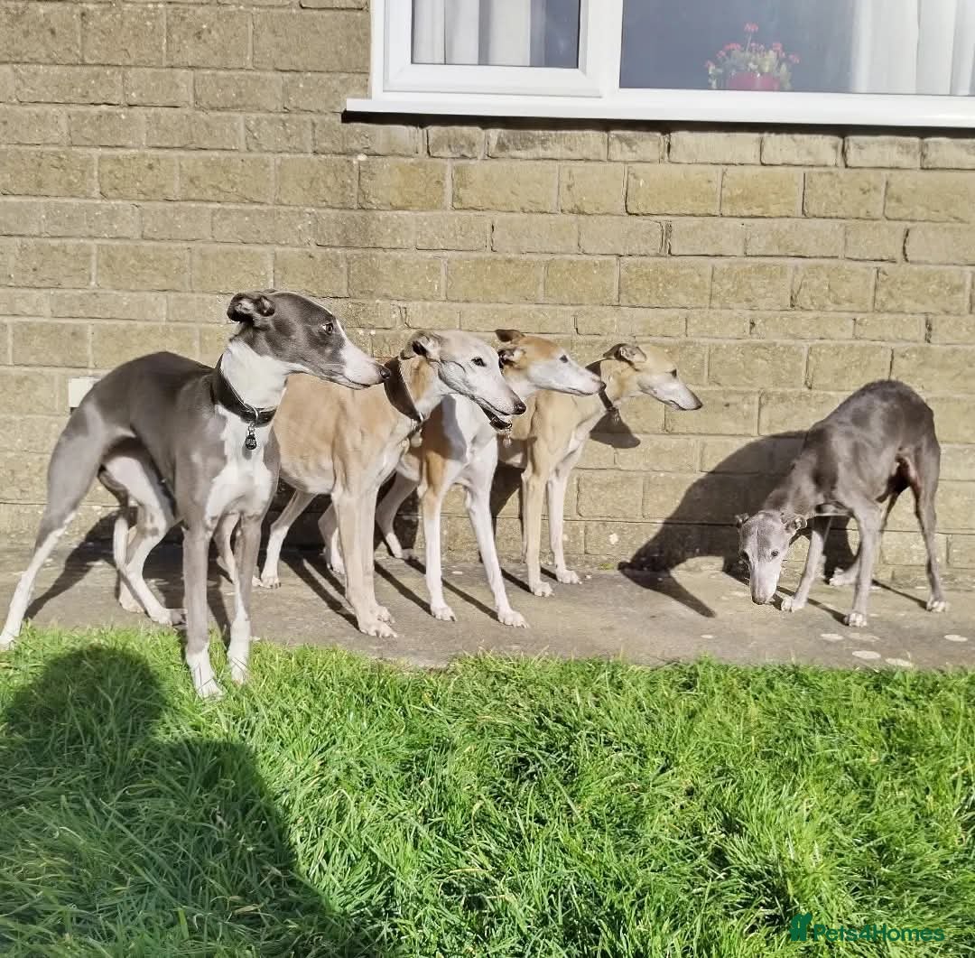 Mixed Breed dogs for sale: Highest Quality Bedlington Whippets  - Advert 4