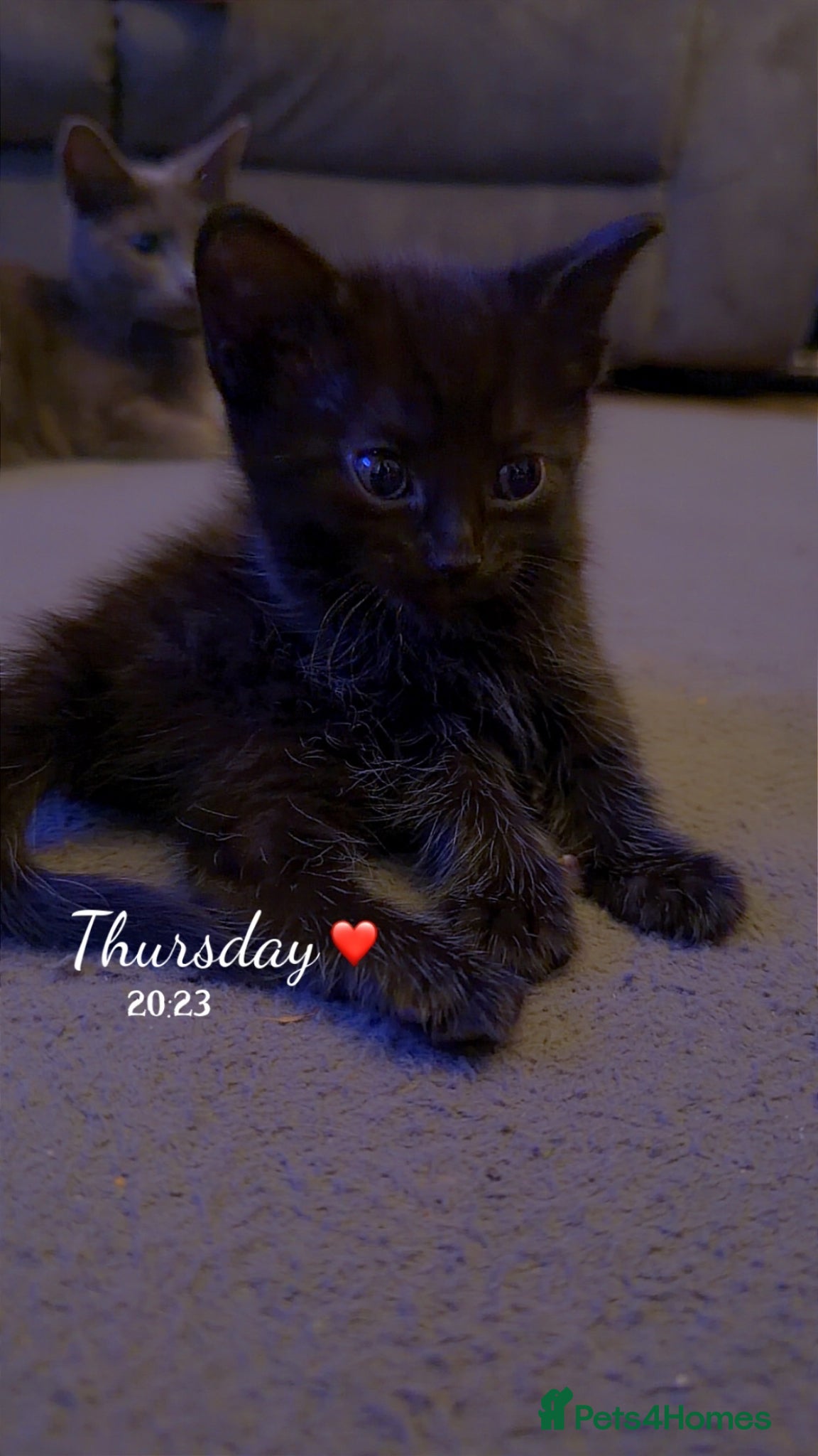Mixed Breed cats Male kitten  - Advert 13