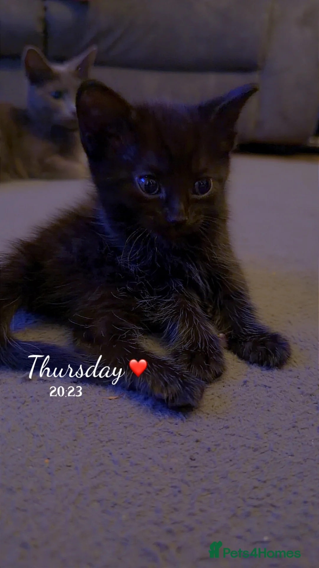 Mixed Breed cats for sale: Male kitten  in Bridgwater - Advert 1
