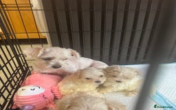 Maltipoo dogs for sale: Multipoo puppys - Image 5