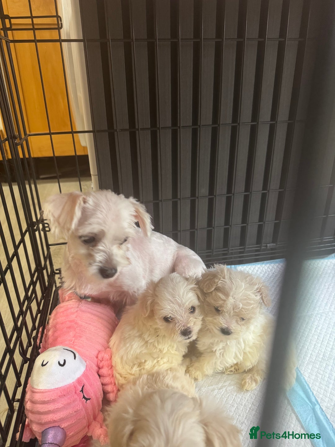 Maltipoo dogs for sale: Multipoo puppys - Image 5