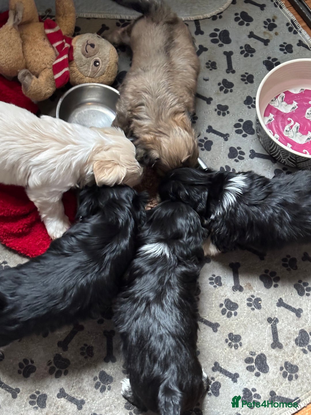 Mixed Breed dogs for sale: Fluffy Lhasa X Puppies – Family Raised! - Image 6