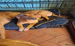 Labrador Retriever dogs for sale: I Boy pup - Image 3