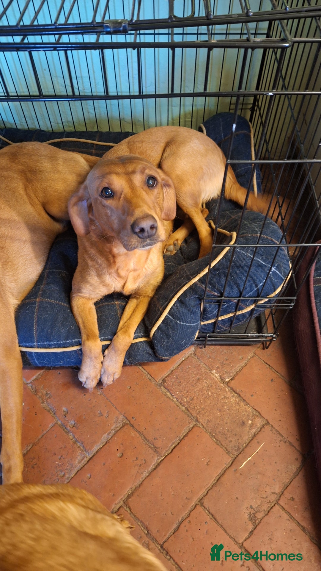 Labrador Retriever dogs for sale: I Boy pup - Image 3