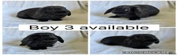 Mini Lop rabbits for sale: 3 beautiful baby mini lop boys READY NOW!  - Advert 3