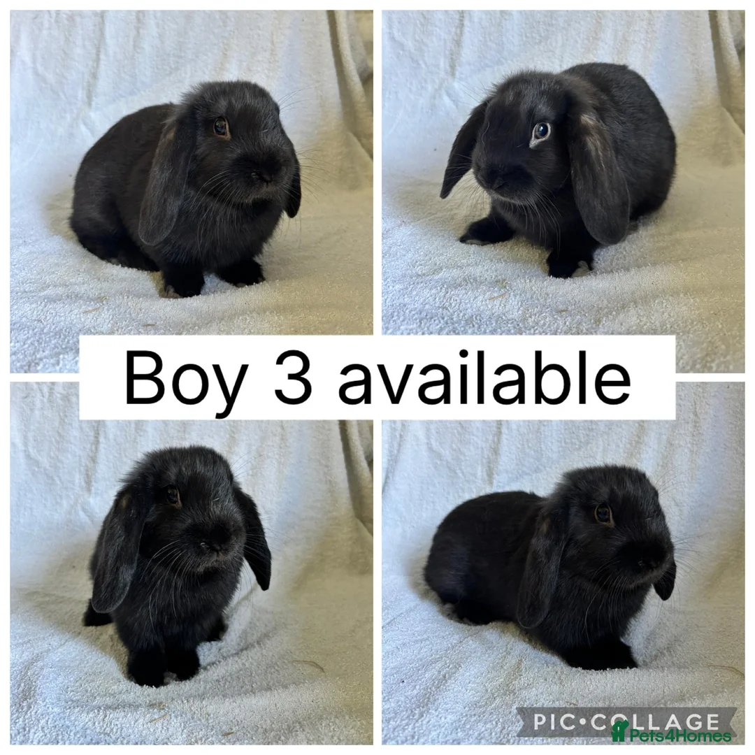 Mini Lop rabbits for sale: 3 beautiful baby mini lop boys READY NOW!  - Advert 3
