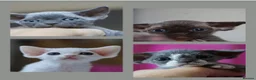 Devon Rex cats for sale: ❤️ Pure Line Devon Rex Kittens Available ❤️ - Advert 2