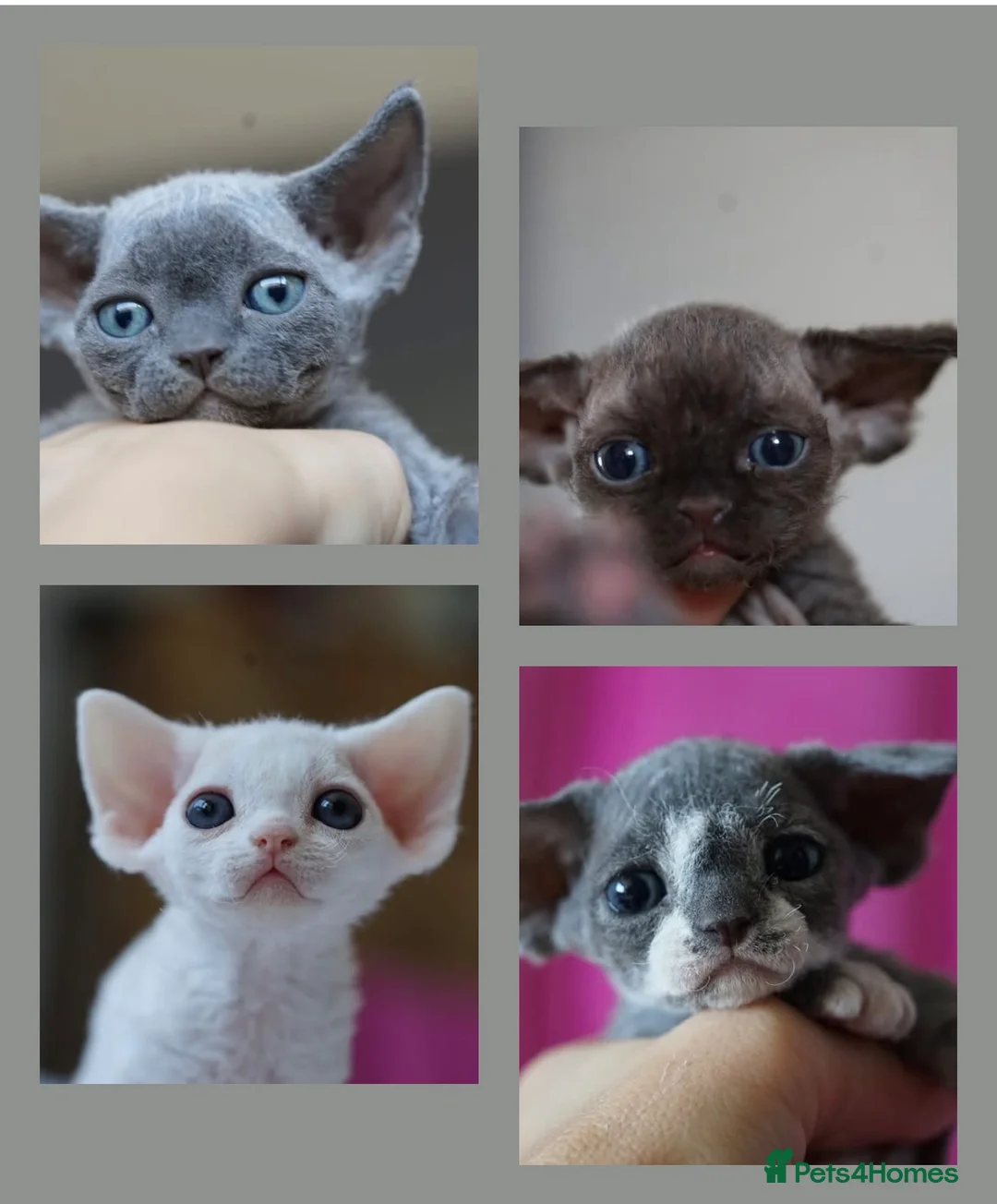 Devon Rex cats for sale: ❤️ Pure Line Devon Rex Kittens Available ❤️ - Advert 2