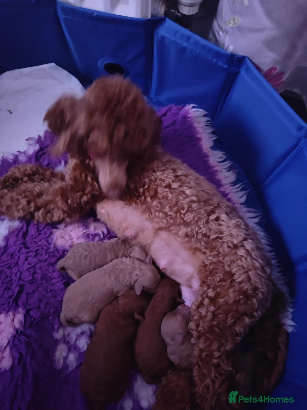 Miniature Poodle dogs for sale: 💥 Miniature poodle 💥 - Advert 10