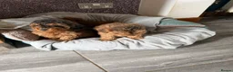 Cockapoo dogs for sale: F1B Cockapoo Puppies - Advert 6
