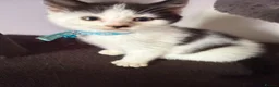 Ragcoon cats for sale: RAGCOONS ragdoll mainecoons  - Advert 33
