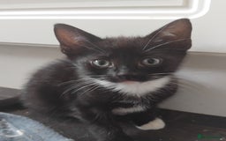 Mixed Breed cats for sale: 11 week old cute boy  - Image 2
