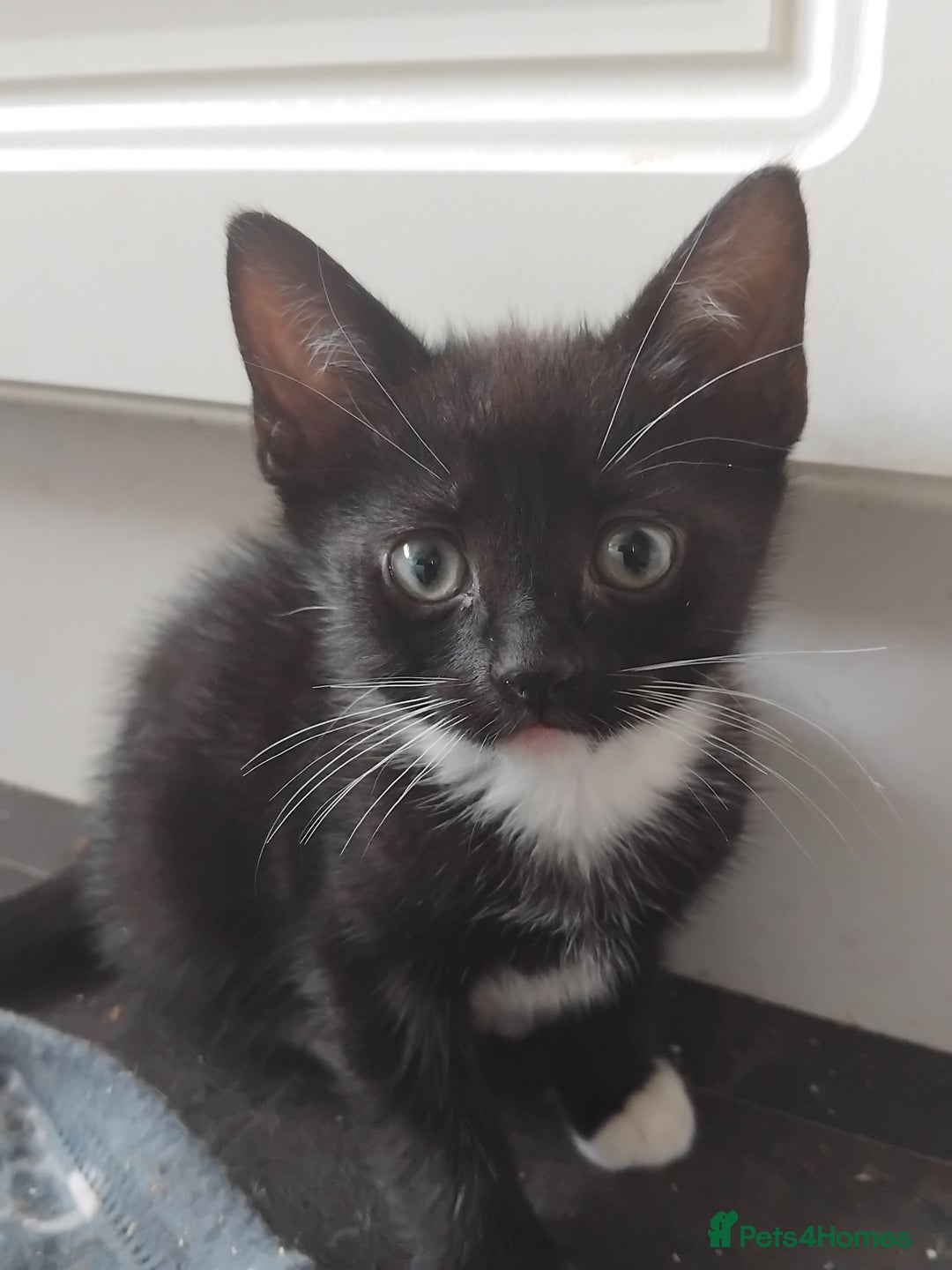 Mixed Breed cats for sale: 11 week old cute boy  - Image 2