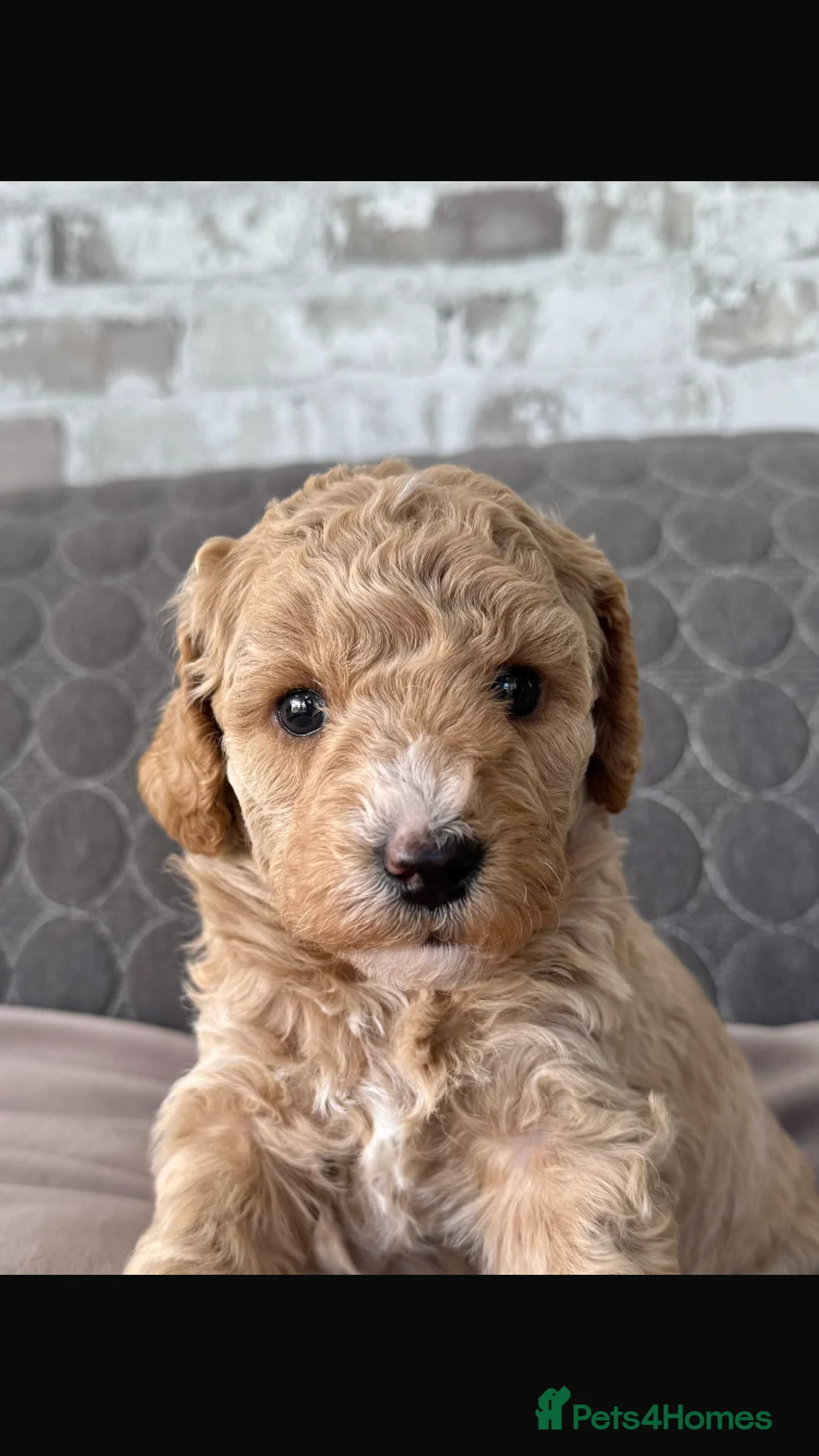 Cavapoo dogs for stud: F1B cavapoo great success rate  in Exeter - Advert 15