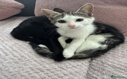 British Shorthair cats for sale: Two female kittens left  - Image 2