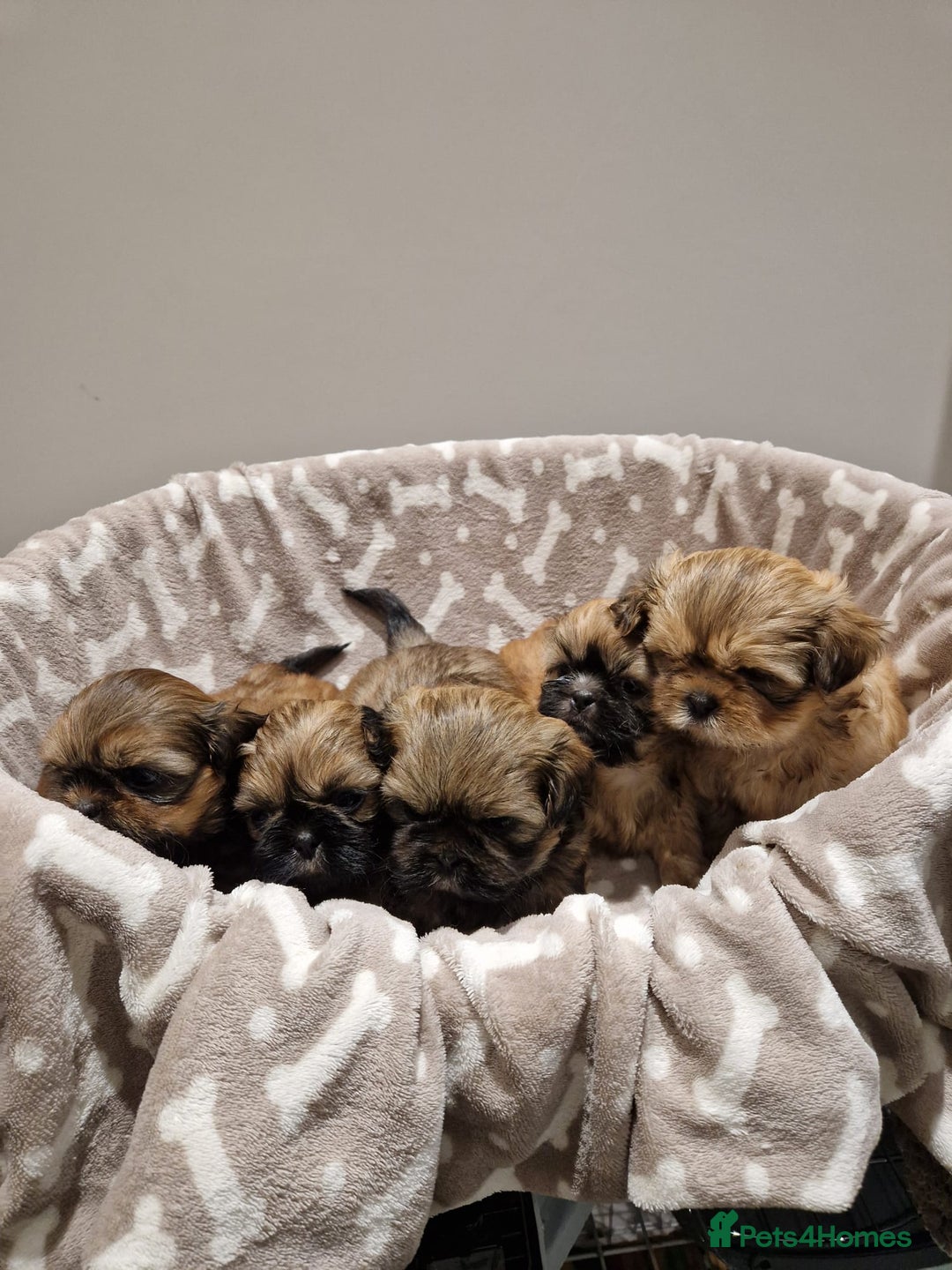 Shih Tzu dogs for sale: Shih Tzu Puppies - Advert 5