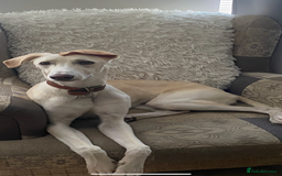 Mixed Breed dogs for sale: Saluki Cross  - Image 3