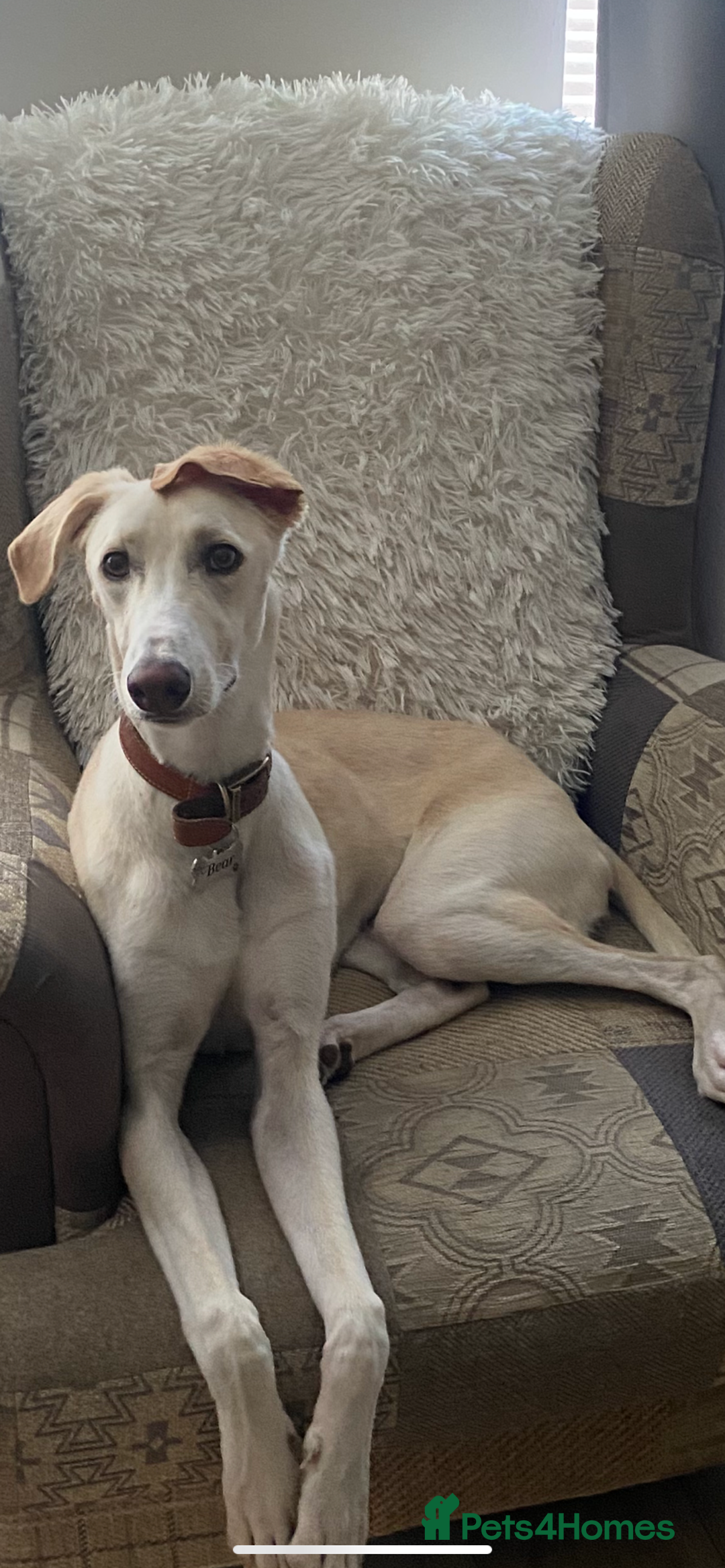 Mixed Breed dogs for sale: Saluki Cross  - Image 3